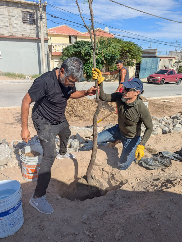 Plantan vecinos árboles en el camellón central de la calle Jaime Bermúdez