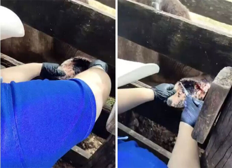 Alerta SDR sobre prácticas erróneas al atender heridas asociadas al Gusano Barrenador del Ganado