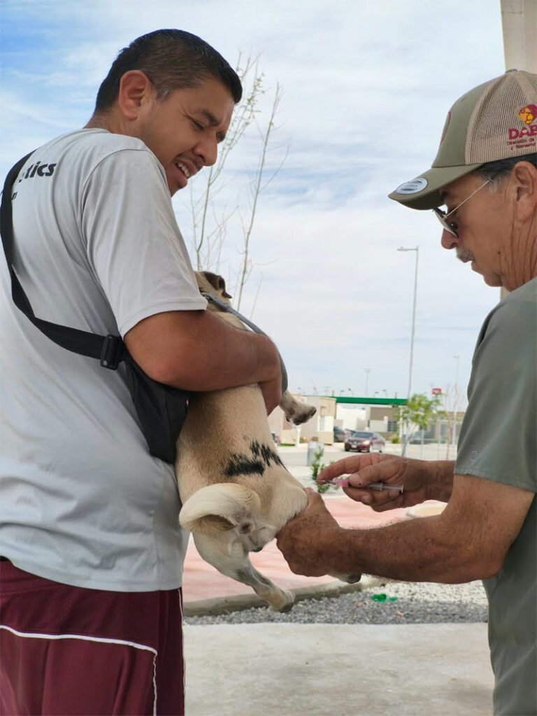 Aplica DABA 324 microchips y esteriliza a 565 mascotas este fin de semana