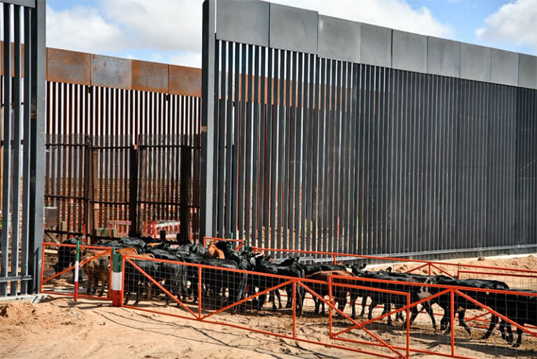 Reanuda Chihuahua exportación de ganado a Estados Unidos por San Jerónimo-Santa Teresa