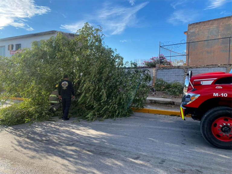 Protección Civil mantiene atención por lluvias; retira árbol y desagua Paseo de la Victoria