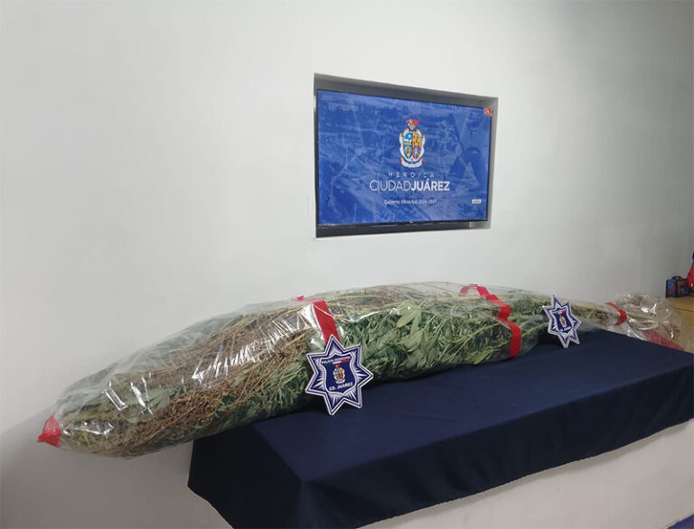 Policías Municipales aseguran cultivo de aproximadamente 12 plantas de marihuana en la colonia Las Haciendas