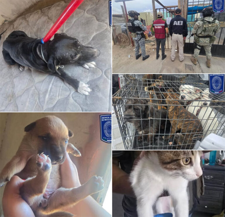 Aseguró FGE Norte a 55 animales en situación de maltrato durante septiembre