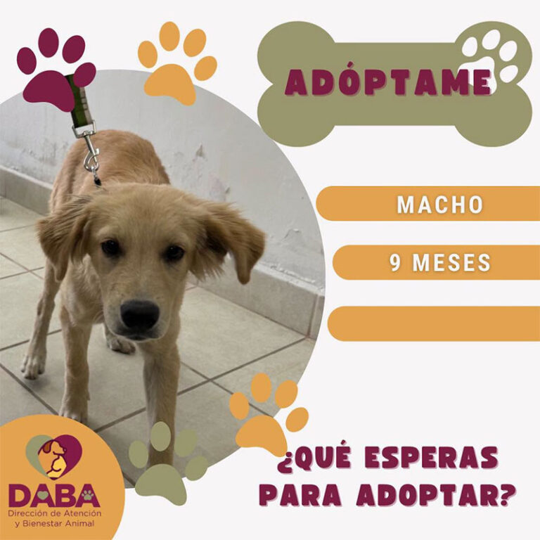 Esperan en DABA ser adoptados perritos y gatitos